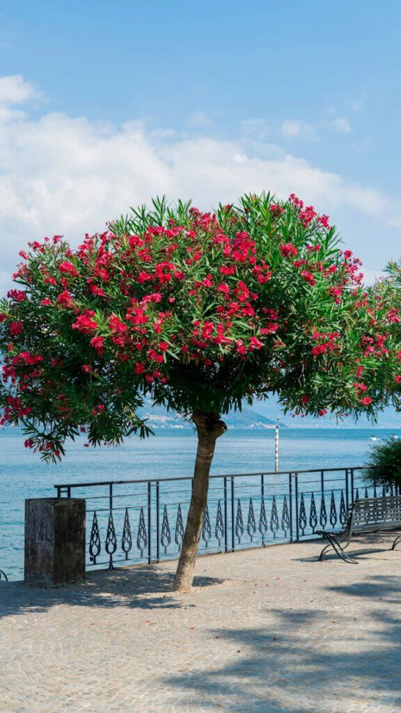 Ein Oleanderbaum steht am Mittelmeer in voller Blüte