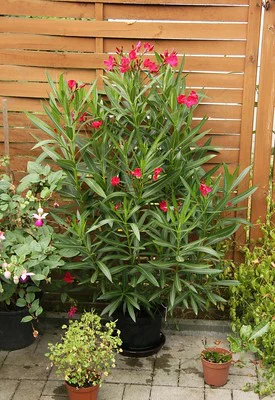 Oleander im Kübel steht draußen im Halbschatten