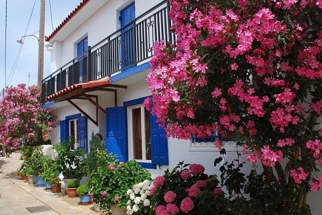 Vor einem weißen Haus mit blauen Fenstern stehen Kübelpflanzen und ein mindestens 3 m großer, rosa blühender, verholzter Oleanderstrauch.