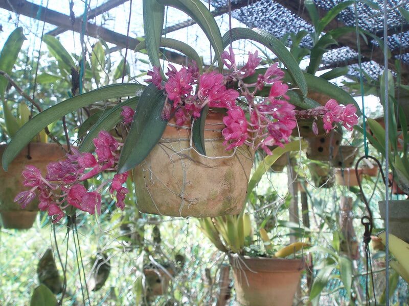 Eine Oncidium hängt am Gitterdach im Topf mit zahlreichen anderen Orchideen.