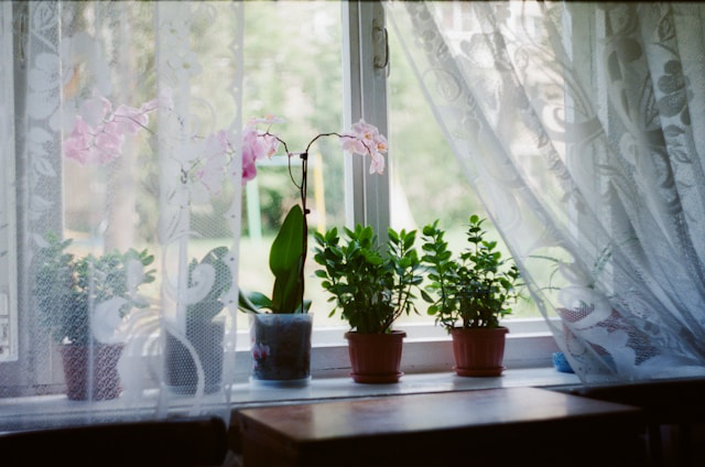 Orchideen auf der Fensterbank