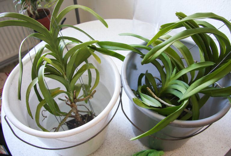 Orchideen wie oft gießen? Grüner Daumen