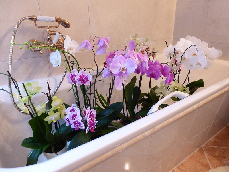 In einer Badewanne stehen mehrere Orchideen mit feuchten Blättern, die offensichtlich soeben abgebraust wurden.