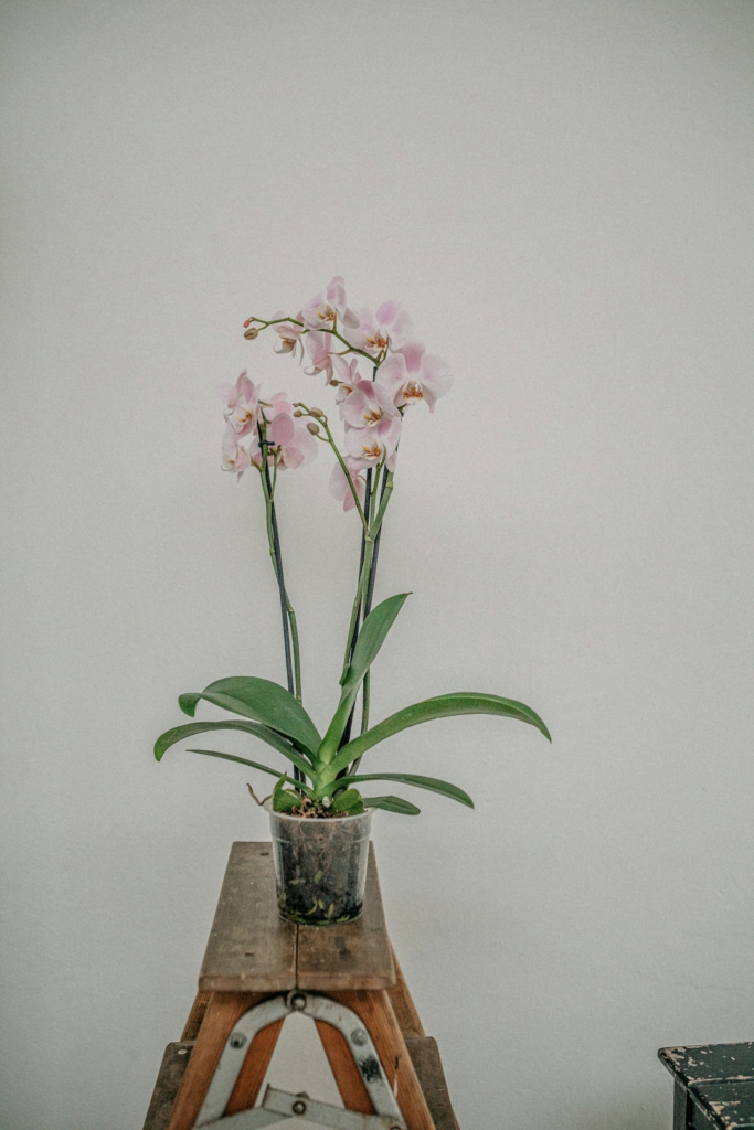 Eine Phalaenopsis steht auf einer Trittleiter vor einer weißen Wand mit verstaubten Blättern