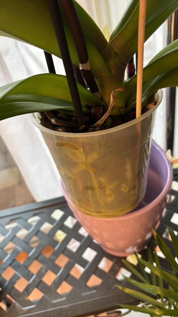Eine Orchidee wurde mit ihrem durchsichtigen Kulturtopf aus dem rosafarbenen Übertopf gehoben.