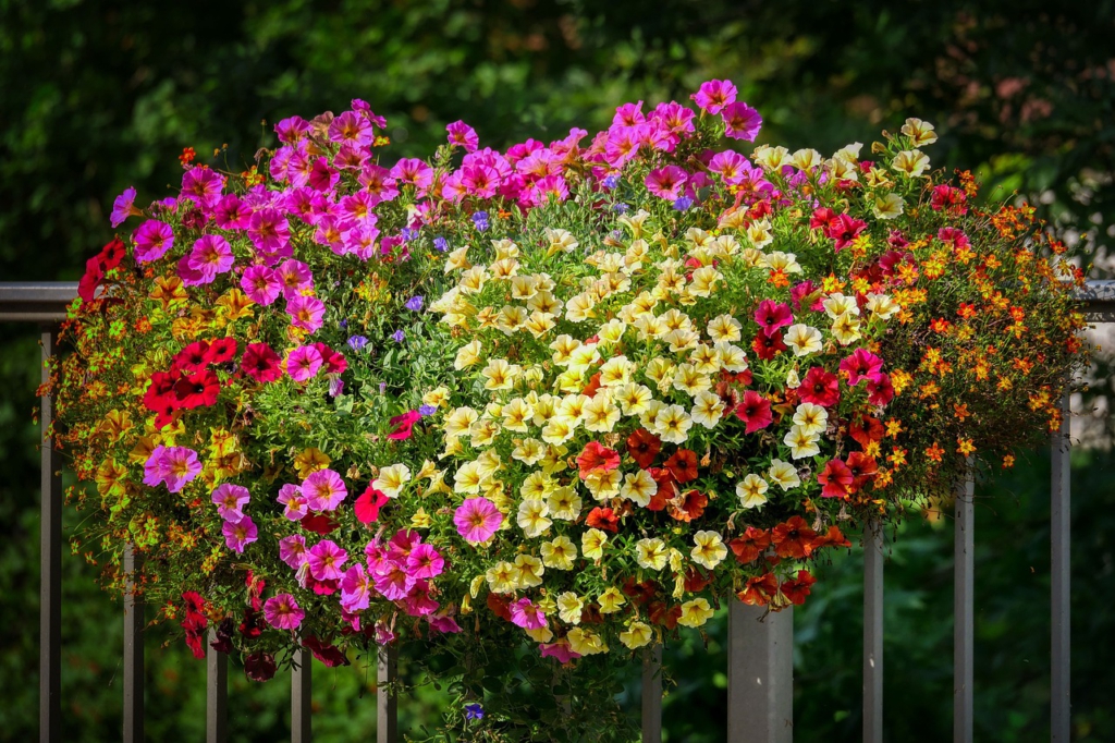 An einem Balkongeländer hängt ein Blumenkasten mit hängenden Petunien in leuchtenden Farben von gelb über violett bis rot.