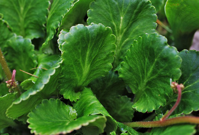 Die Blätter des Porzellanblümchens saxifraga urbium