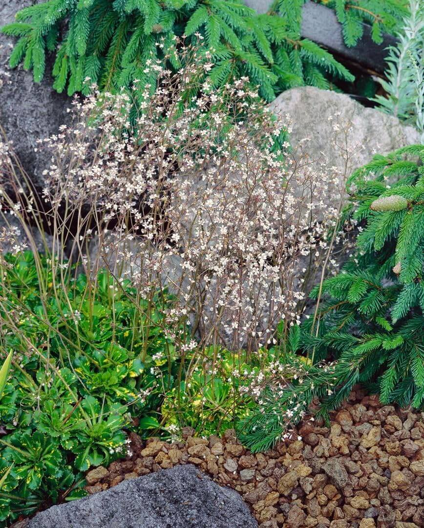 Porzellanblümchen der Sorte Variegata im Steingarten Beet.