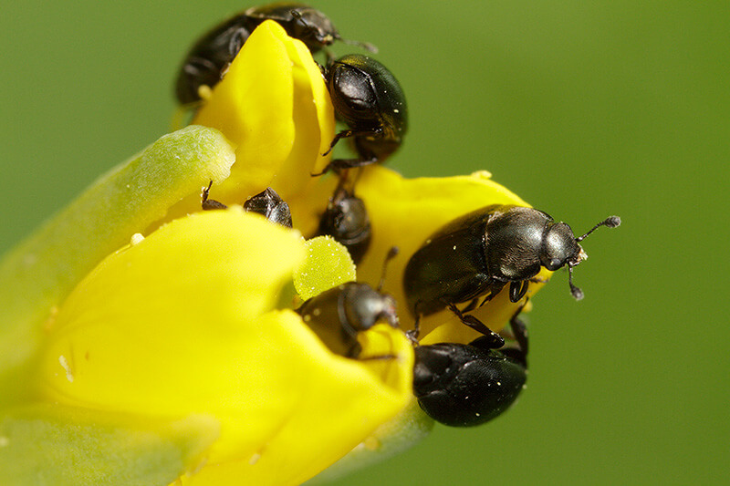 auf einer gelben Blüte sitzen 7 schwarze Rapskäfer, aufgenommen aus der Nähe.