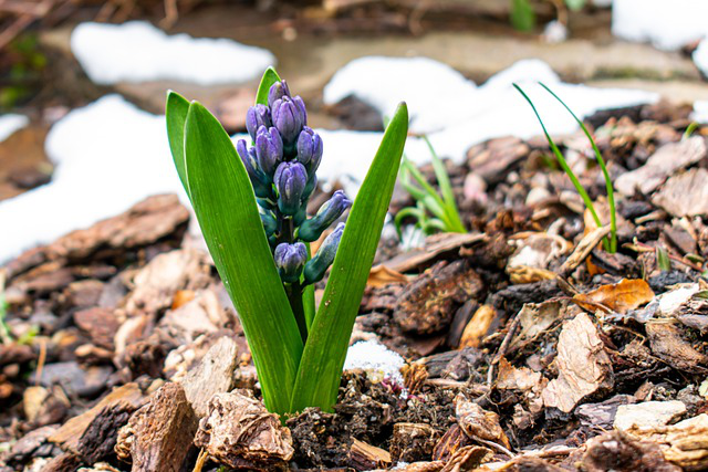 Eine Hyazinthe treibt aus durch eine Schicht aus Rindenmulch