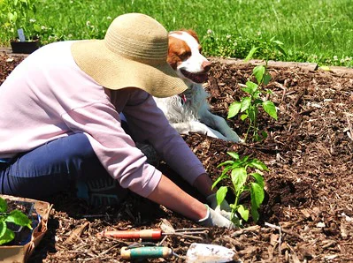 Frau pflanzt Gemüse im Beet zwischen Rindenmulch