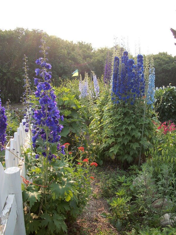 In einem Garten mit einem weißen Zaun stehen zahlreiche hohe Delphinium mit blauen Blütenkerzen.