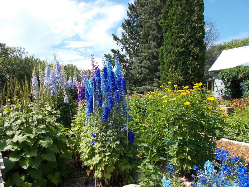In einem sommerlichen Garten blühen blaue, violette und hellblaue Rittersporne mit anderen Sommerblumen. Im Hintergrund stehen hohe Koniferen.