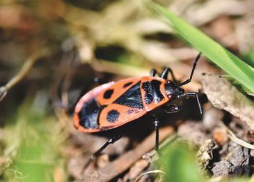 Rotschwarze Käfer im Garten 5 Arten mit Bild Grüner Daumen