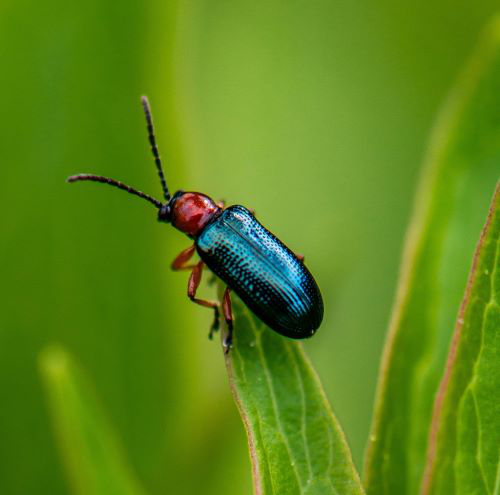 Rothalsiges Getreidehähnchen (Oulema melanopus) in Nahaufnahme auf einem Blatt