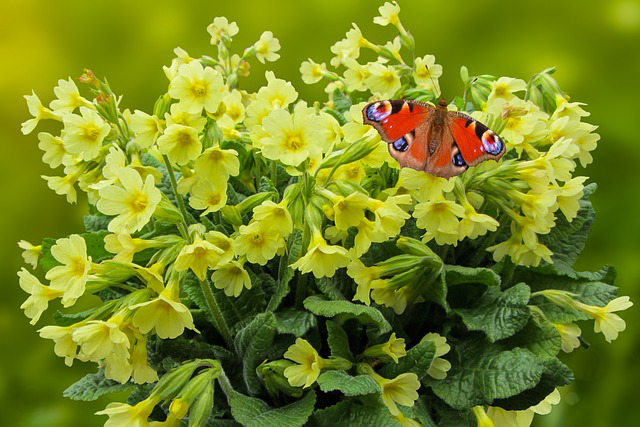 Wiesen-Schlüsselblumen mit Schmetterling