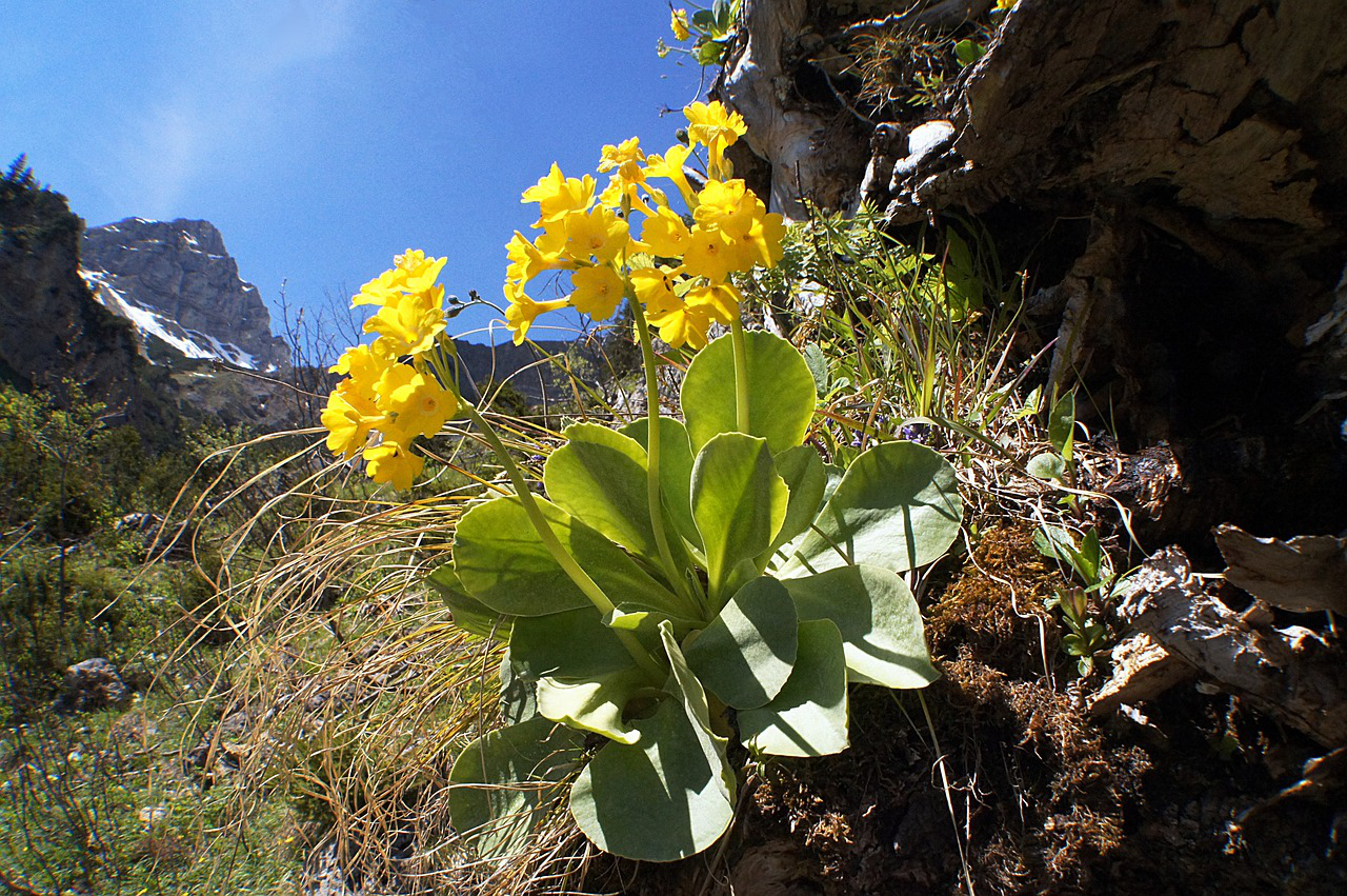 Wiesen Schlüsselblume hoch oben im Berg