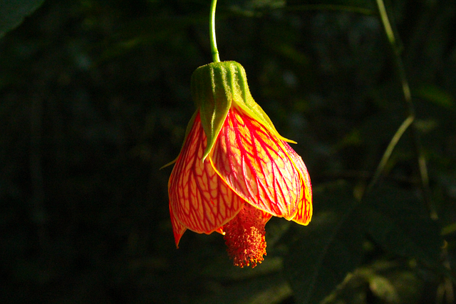 Großaufnahme der Blüte einer Abutilon pictum thomosonii mit kunstvoll rot-gelb gemusterten Blütenblättern