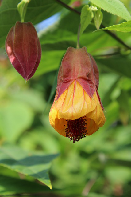 Nahaufnahme einer Abutilon pictum mit Knospen und Blüten.