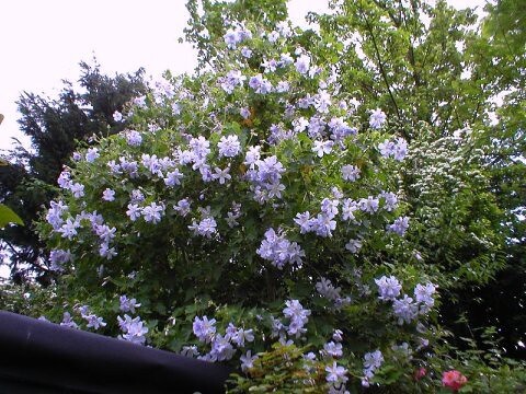 Eine ausgepflanzte Schönmalve mit himmelblauen Blüten ist zum baumgroßen Giganten herangewachsen.