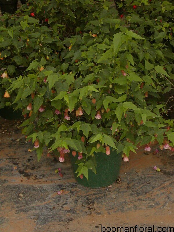 In einem großen, grünen Kunststoff-Kübel gedeiht eine üppige Schönmalve mit zahlreichen, grünen Blättern und rosa Blüten, die sich gerade erst entfalten.