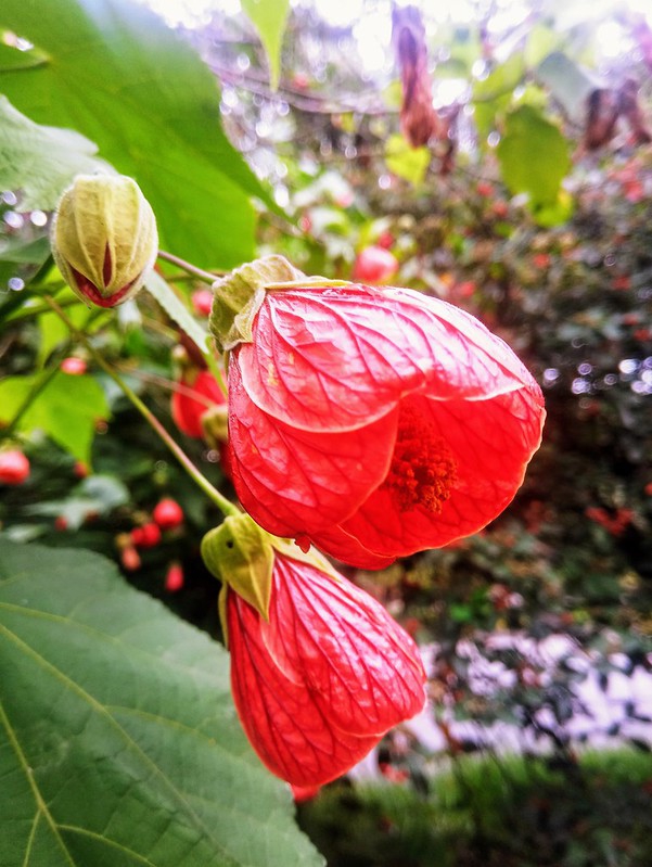 Blick auf mehrere rote Blüten einer Schönmalve, die sich in verschiedenen Stadien befinden als Knospe, halb und vollständig geöffnet.