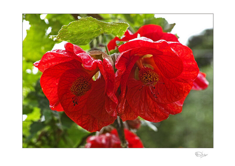 Blick von unten in zwei rote Blütenkelche einer Schönmalve.