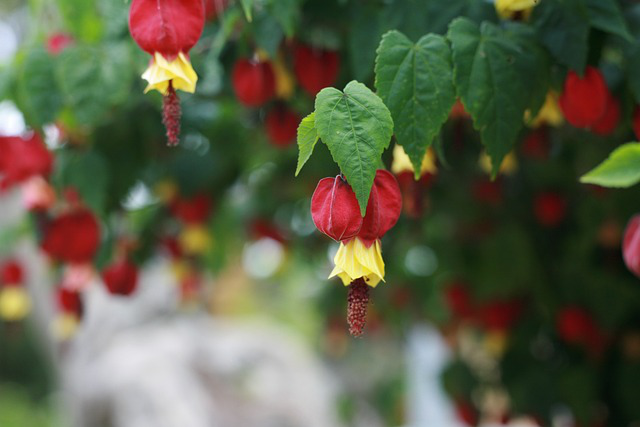 Viele rot-gelbe Blüten einer Abutilon megapotanicum syn. pictum mit dem Trivialnamen Laternchen.