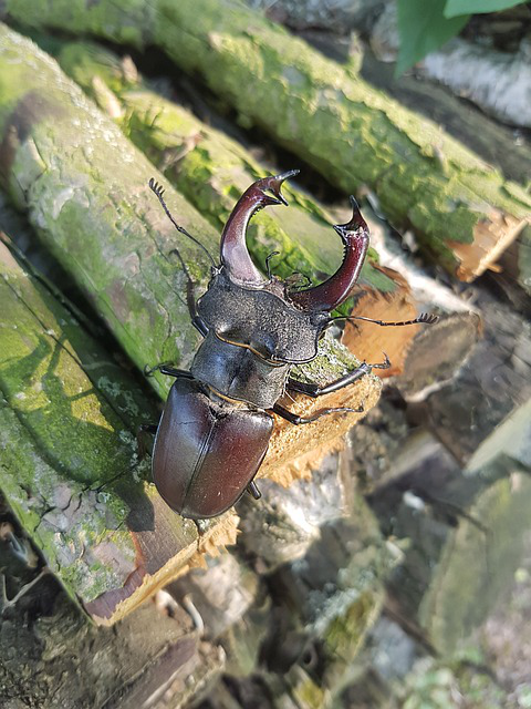 Hirschkäfer (Lucanus cervus) in seiner ganzen Pracht auf einem Holzstück