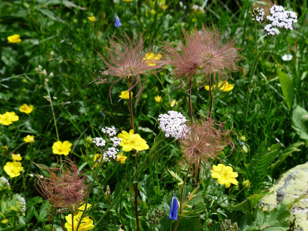 Großaufnahme eines Stücks Blumenwiese mit Sonnenröschen und anderen Alpenpflanzen.