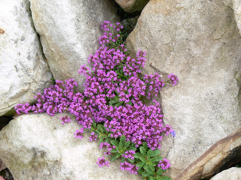 Violettes Steinkraut gedeiht zwischen großen Steinen.