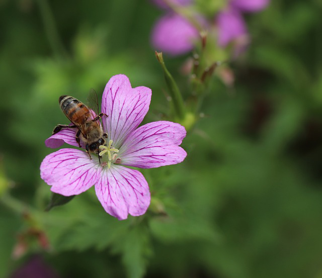 Rosa Storchschnabel blüte mit Biene