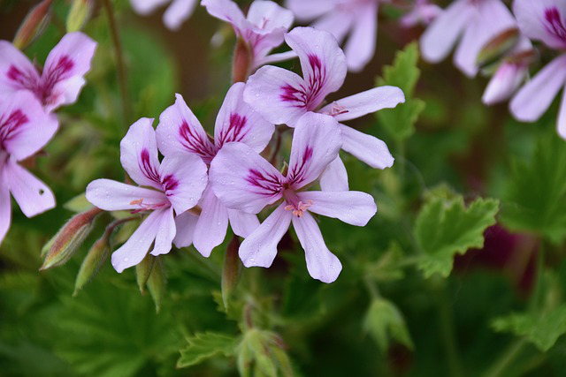 Ein Cambridge Storchschnabel mit rosa-violetten Blüten.