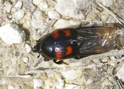 Vierfleck-Gaukler Hister quadrimaculatus