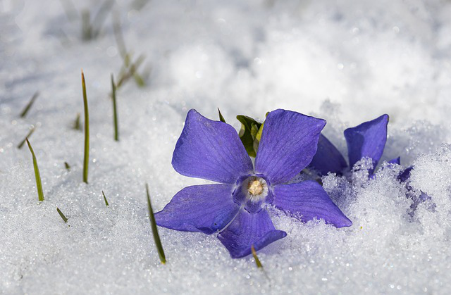 Kleinblättriges Immergrün im Schnee