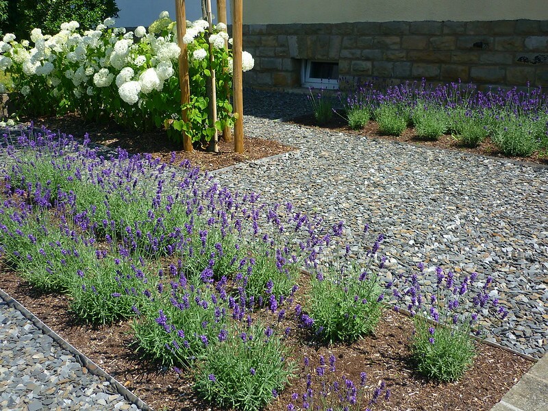 ein Vorgarten mit weißen Rispenhortensien, blauen Lavendel in mehreren Beeten, dazwischen Kiesmulch.