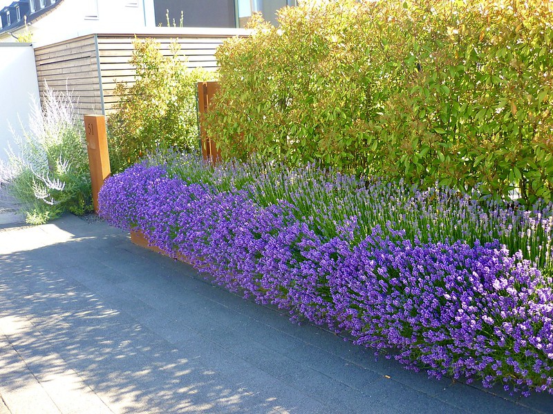 Eine Reihe blühender Lavendel steht vor einer Hecke aus Glanzmispeln als Abgrenzung für einen Vorgarten.