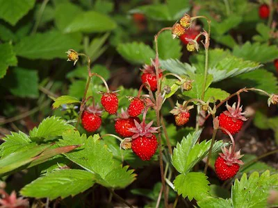 Rote Walderdbeeren über grünen Blättern