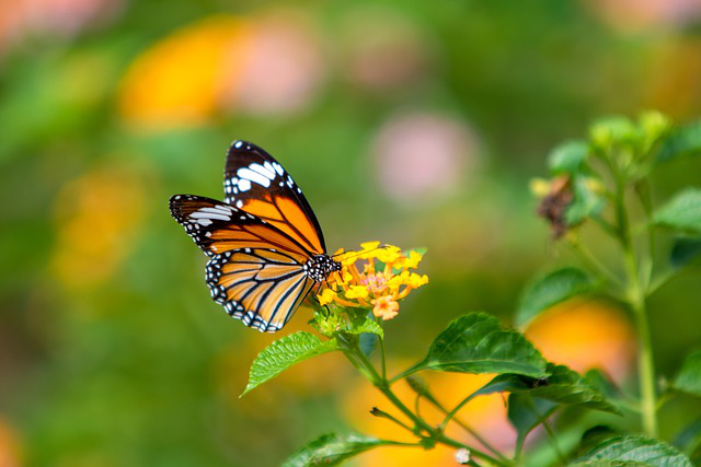 ein Schmetterling sitzt auf dem Blütenstand von Wandelröschen