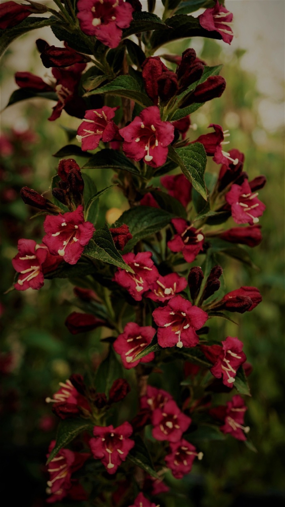 Blick auf die Blüten einer Weigelie Bristol Ruby.