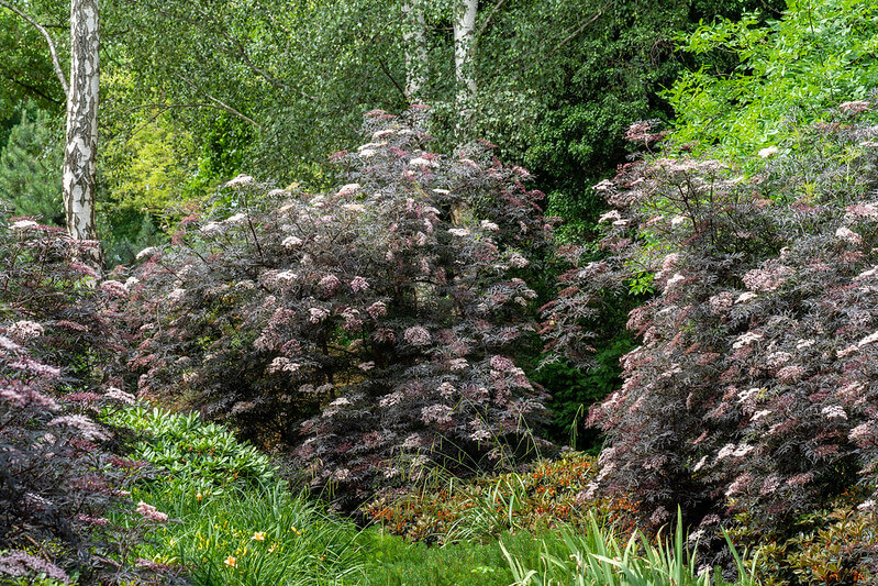 Im Beet stehen 5 Holunder Black Lace, umringt von viel höheren Birken.