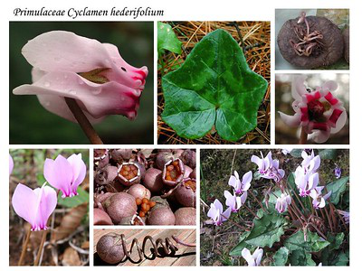 Collage aus 8 Bildern vom Cyclamen hederifolium mit Blüte, Blatt, Wachstum, Knollen