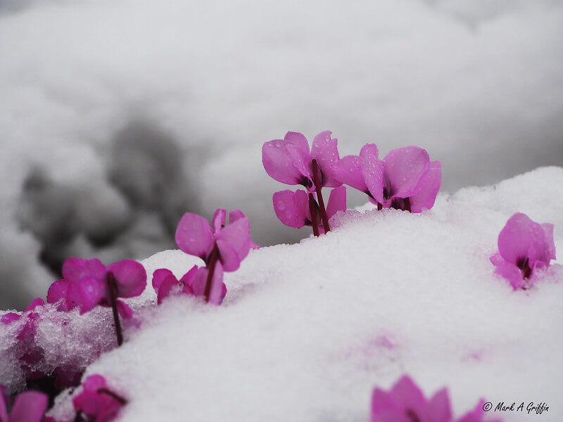 Vorfrühlings-Alpenveilchen Blüten stehen über einer dicken Schneedecke