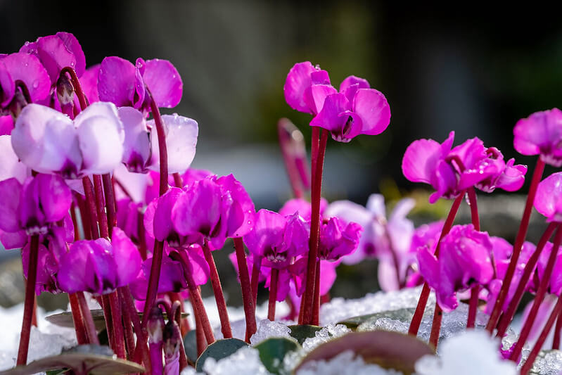 Vorfrühlings-Alpenveilchen blühen, während noch Schnee liegt.