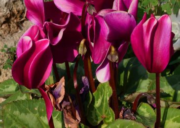 Alpenveilchen im Garten pflanzen und pflegen Grüner Daumen