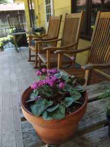 Alpenveilchen im Garten pflanzen und pflegen Grüner Daumen