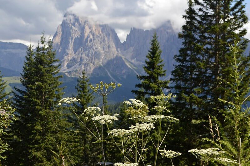 Im Vordergrund stehen blühende Wiesen-Bärenklau neben Nadelgehölzen im Hintergrund sieht man hohe Berge
