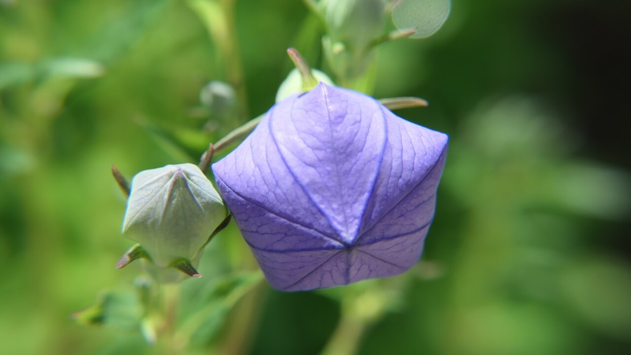 Nahaufnahme einer blauen, geschlossenen Knospe einer Großblütigen Ballonblume