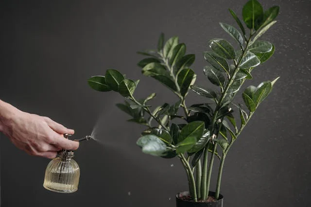 Eine Grünpflanze wird mit Wasser besprüht