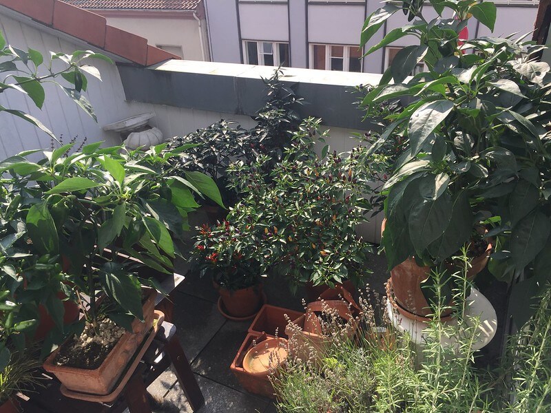 Auf einem Balkon stehen dicht gedrängt viele Töpfe mit Chili Pflanzen.